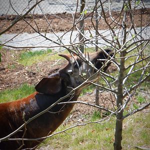 Okapi at the Greensboro Science Center
