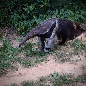 Giant Anteater at the Greensboro Science Center