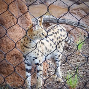Serval at the Greensboro Science Center