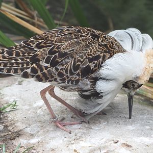 Ruff (Calidris pugnax), 2021-06-12