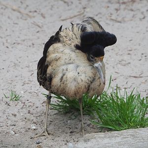 Ruff (Calidris pugnax), 2021-06-12