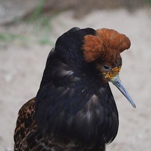 Ruff (Calidris pugnax), 2021-06-12