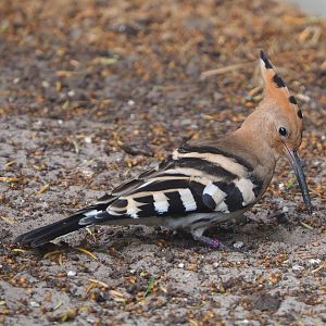 Eurasian hoopoe (Upupa epops), 2021-06-12