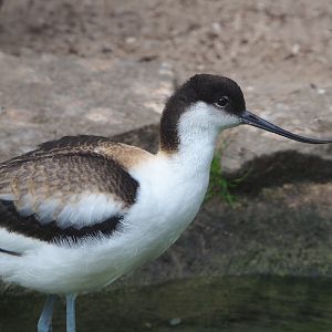 Eurasian pied avocet (Recurvirostra avosetta), 2021-06-12