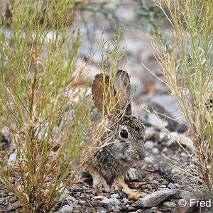 desert cottontail