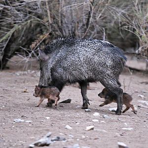 javelina with babies