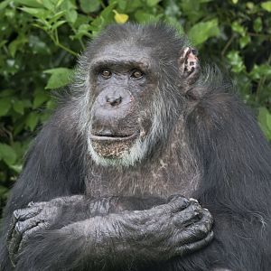 Boris after plastic surgery