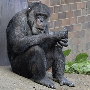 Friday after plastic surgery