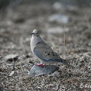 mourning dove