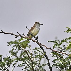 ash throated flycatcher