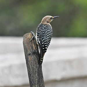 gila woodpecker