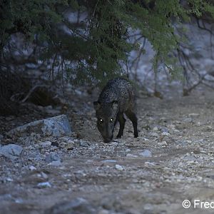 javelina at dusk