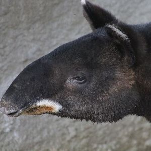Mountain Tapir