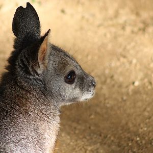 Tammar Wallaby