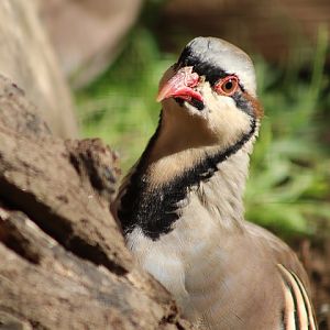 Chukar