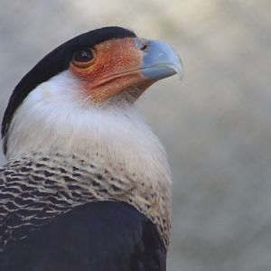 Crested Caracara