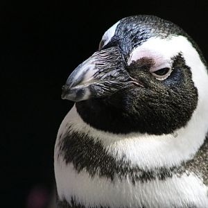 African Penguin