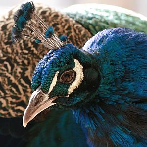 Indian Peafowl