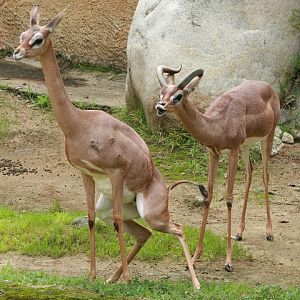Gerenuk