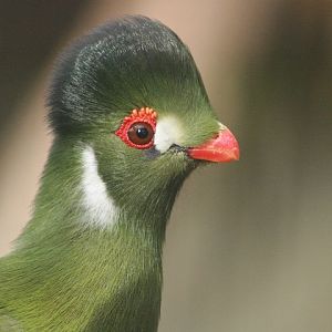 White-cheeked Turaco