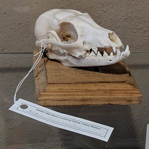 Gray fox (Urocyon cinereoargenteus) skull