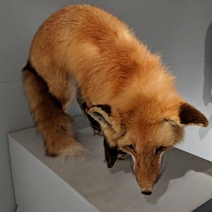 Red fox (Vulpes vulpes)