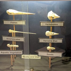 Bird beaks and Diet Display