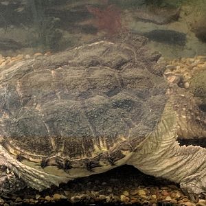 Common snapping turtle (Chelydra serpentina)