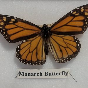 Monarch butterfly (Danaus plexippus)