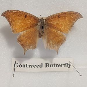 Goatweed leafwing butterfly (Anaea andria)