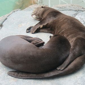 Rainforest - Giant River Otter Exhibit