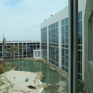 Rainforest - Giant River Otter Exhibit