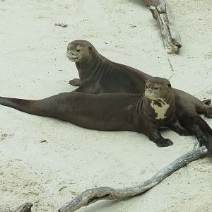 Rainforest - Giant River Otter Exhibit