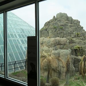 Rainforest - Giant River Otter Exhibit
