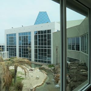Rainforest - Giant River Otter Exhibit