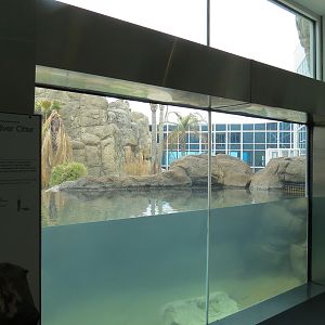 Rainforest - Giant River Otter Exhibit