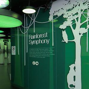 Rainforest - Rainforest Symphony Gallery