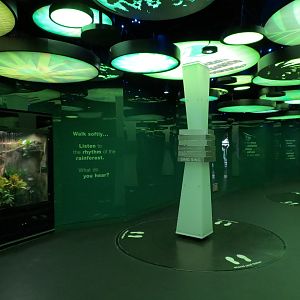 Rainforest - Rainforest Symphony Gallery