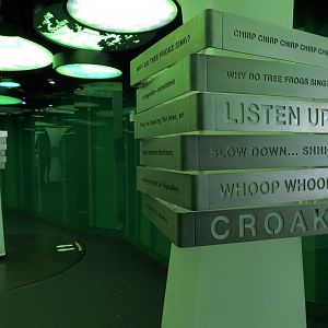 Rainforest - Rainforest Symphony Gallery