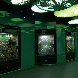 Rainforest - Three Exhibits
