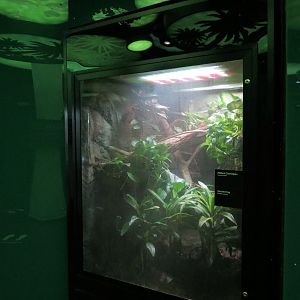 Rainforest - Meller's Chameleon Exhibit