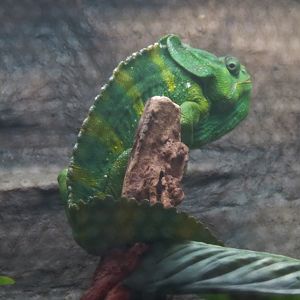 Rainforest - Meller's Chameleon Exhibit