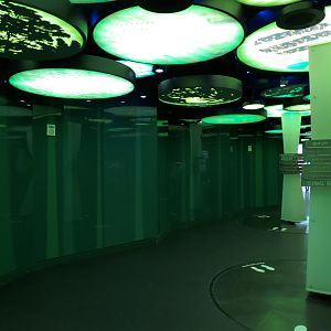 Rainforest - Rainforest Symphony Gallery