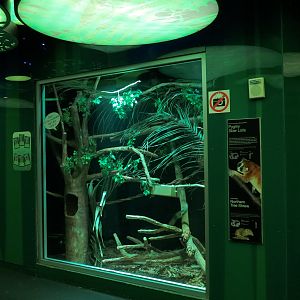 Rainforest - Northern Tree Shrew and Pygmy Slow Loris Exhibit