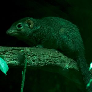 Rainforest - Northern Tree Shrew and Pygmy Slow Loris Exhibit