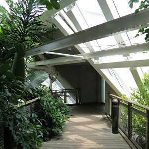 Rainforest - Tree Top Trail