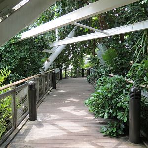 Rainforest - Tree Top Trail