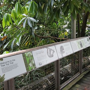 Rainforest - Tree Top Trail - Species Signage