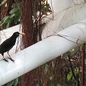 Rainforest - Crested Oropendola (Free Roaming)