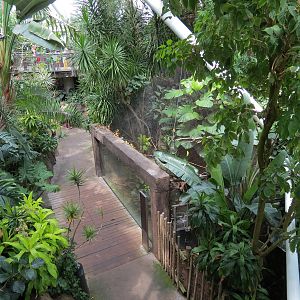 Rainforest - View of Trail From Tree Top Trail